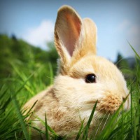 /album/kiydacharsubs/photolia-a03-jpg/